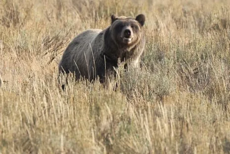 Trail Walker Injured by Grizzly in National Park Air Lifted to Medical Facility