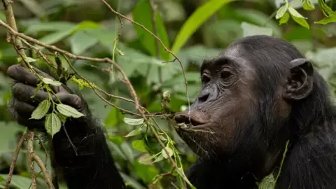 Apes Consuming the Equivalent of a Beer Each Day from Fermented Fruits, Research Reveals
