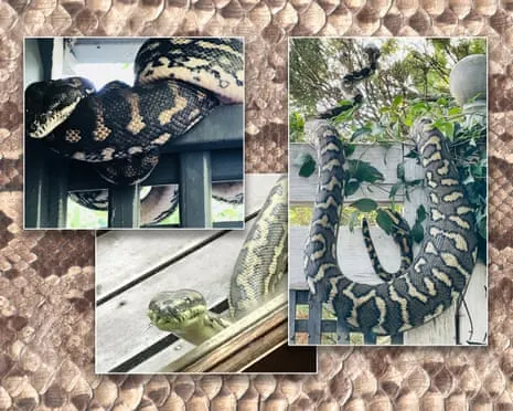Accepting my Snakes in the Overhead Space: An Evolution from Dread to Admiration