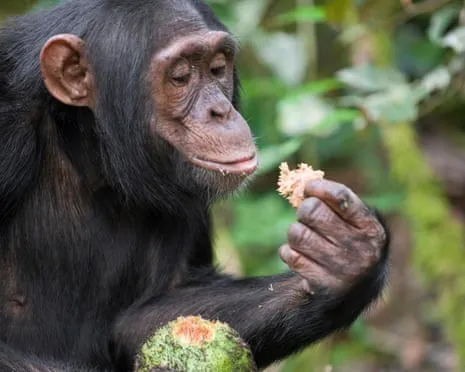 Apes Ingest Everyday Alcohol Equivalent to a Lager from Fermented Fruit